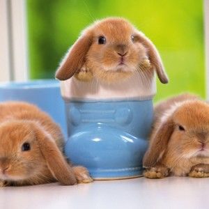 Meet your Posher, Luther